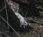 2016 06 11 WildLife MPLS 097